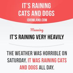 raining cats and dogs